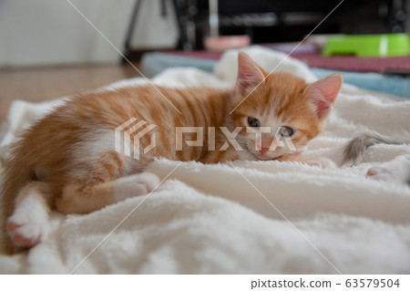 Cat, kitten, cat, cat family Cat, kitten, cat, cat family 63579504