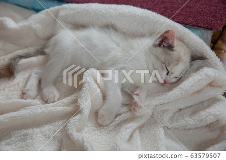 貓，小貓，貓，貓科 63579507