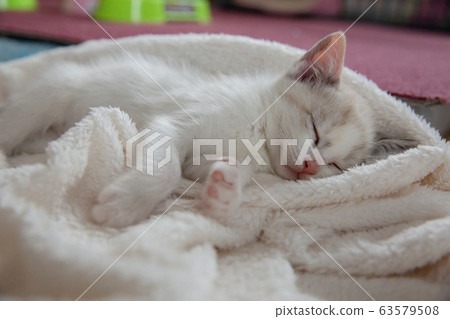 貓,小貓,貓,貓科 貓,小貓,貓,貓科 63579508