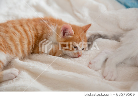 貓，小貓，貓，貓科 63579509