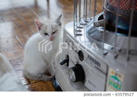 Cat, kitten, cat, cat family Cat, kitten, cat, cat family 63579527