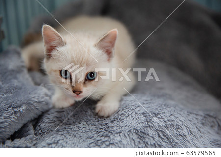 貓，小貓，貓，貓科 63579565