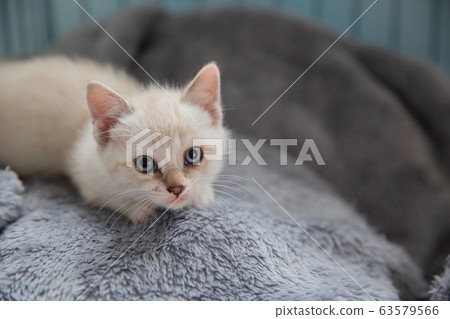 Cat, kitten, cat, cat family 63579566