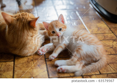 Cat, kitten, cat, cat family 63579567
