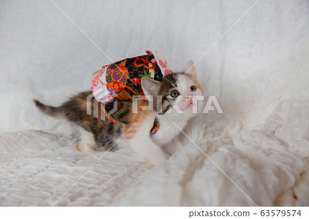 Cat, kitten, cat, cat family 63579574