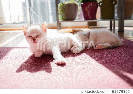 Cat, kitten, cat, cat family Cat, kitten, cat, cat family 63579595