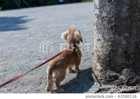 Kaninchen Dachshund @ Dachs 63580116