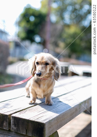 Kaninchen Dachshund @ Dachs Kaninchen Dachshund @ Dachs 63580122