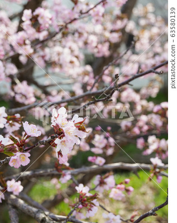 Chishima cherry tree at the beginning of bloom 63580139