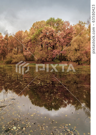 Lake on background of forest with golden trees. Autumn water landscape, countryside in fall 63580423