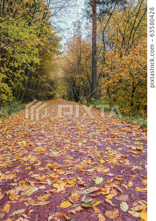 Forest path with many fallen leaves. Fall, walking, mood, nostalgia Forest path with many fallen leaves. Fall, walking, mood, nostalgia 63580428