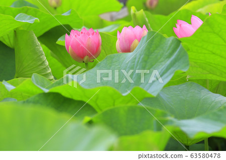 Oga lotus Oga lotus 63580478