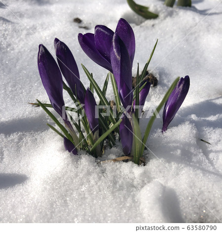 Spring crocus flowering from the snow Spring crocus flowering from the snow 63580790