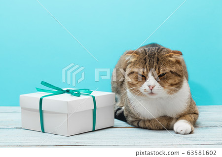 Lying sleepy cat with a gift present with green ribbon Lying sleepy cat with a gift present with green ribbon 63581602