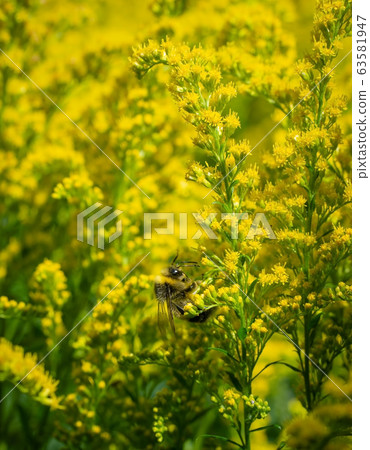 bumblebee collects flower nectar of goldenrod 63581947
