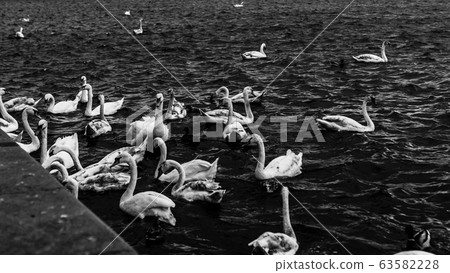 A group of swans swimming in the river black and white portrait 63582228