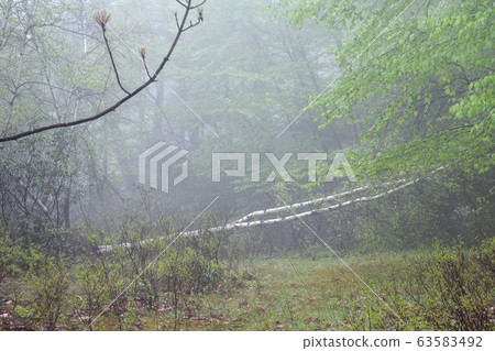 A Foggy Shot of a Fallen Tree on a Path A Foggy Shot of a Fallen Tree on a Path 63583492