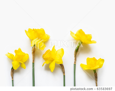 Group of five Narcissus or daffodils. Bright yellow flowers on white background. Banner with copy space. 63583697