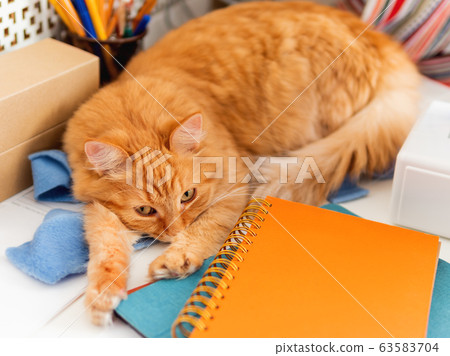 Cute ginger cat is sleeping among office supplies. Fluffy pet dozing on stationery. Cozy home background. 63583704