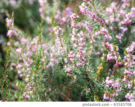 Blooming Calluna vulgaris, known as common heather, ling, or simply heather. Natural spring background with sun shining through pink beautiful flowers. 63583706