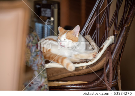 Brown tabby white cat grooming on a wicker chair 63584270