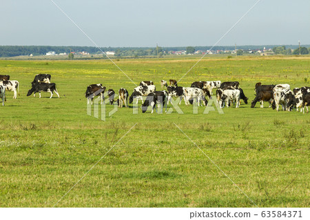 A herd of young cows and heifers grazing in a lush green pasture of grass on a beautiful sunny day. Black and white cows in a grassy field on a bright and sunny day. 63584371