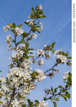 spring white blossom against blue sky. cherry blossom flower full bloom in blue sky spring season. vertical photo spring white blossom against blue sky. cherry blossom flower full bloom in blue sky spring season. vertical photo 63584394