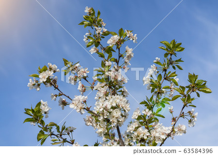 spring white blossom against blue sky. cherry blossom flower full bloom in blue sky spring season 63584396