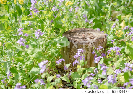 一個被春天的花朵包圍著的柔軟氣氛的樹樁 63584424