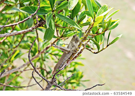 Large green locust on a branch close-up. 63584549