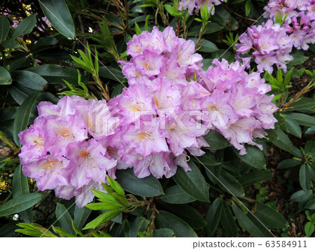 Rhododendron in spring during flowering Rhododendron in spring during flowering 63584911