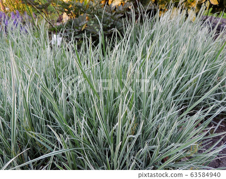 Variegated ryegrass bush in spring Variegated ryegrass bush in spring 63584940
