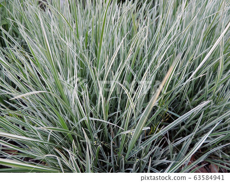 Variegated ryegrass bush in spring Variegated ryegrass bush in spring 63584941