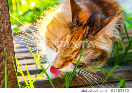 Arrogant short-haired domestic beautiful tabby cat Arrogant short-haired domestic beautiful tabby cat 63585570