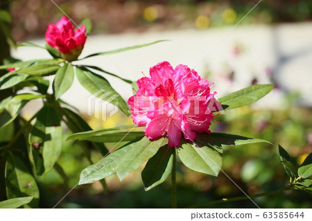 杜鵑花 杜鵑花 63585644