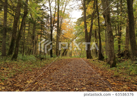 [平價]阿寒湖福克自然探索路（北海道Ku路市阿寒町） 63586376