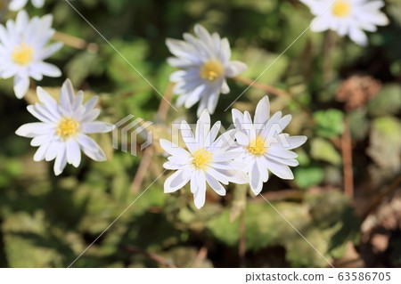 Snow throat flowers 63586705