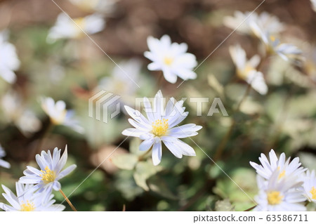 Snow throat flowers 63586711