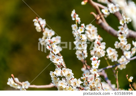Plum blossoms of Tsutsumi housing complex Miyagi Ogawara Plum blossoms of Tsutsumi housing complex Miyagi Ogawara 63586994