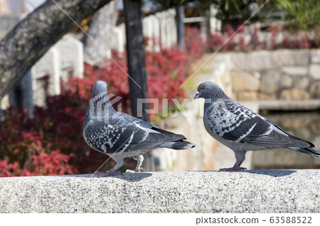 Pigeon rest on a wall Pigeon rest on a wall 63588522