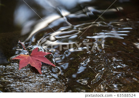 Autumn leaves floating on water with autumn colors 63588524