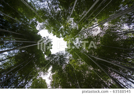 Green leaf bamboo frame in forest Green leaf bamboo frame in forest 63588545