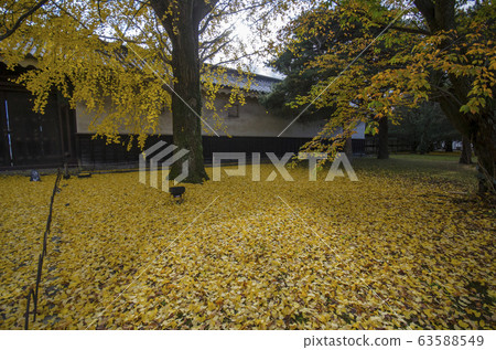 Yellow autumn ginko leave background Yellow autumn ginko leave background 63588549
