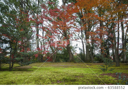 Autumn garden tree in Golden Pavilion Kinkakuji 63588552