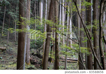 Beautiful green mystique pine forest 63588656