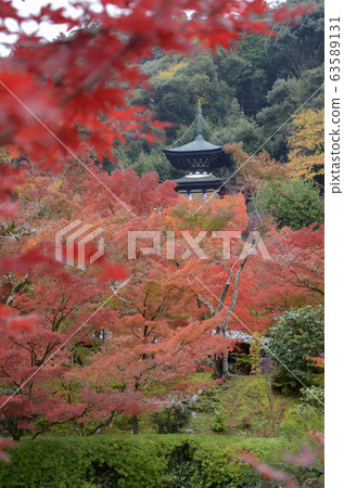Colorful fall color leaves in Eikando Zenrinji 63589131