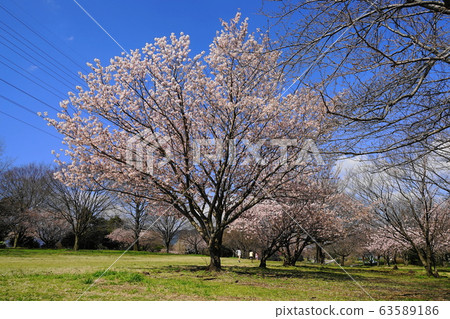 March: Minami Ashigara 39 spring cherry blossoms (early bloom), Minami Ashigara Sports Park 63589186