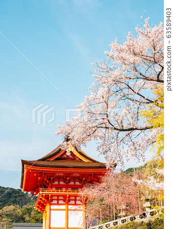 Kiyomizu-dera temple with cherry blossoms at spring in Kyoto, Japan Kiyomizu-dera temple with cherry blossoms at spring in Kyoto, Japan 63589403
