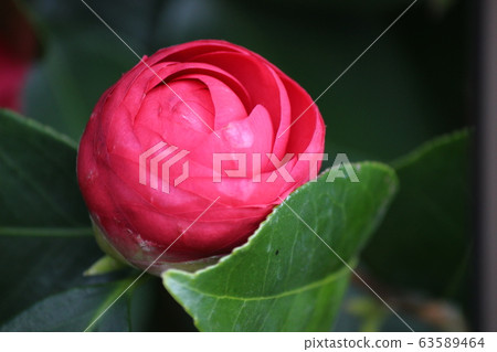 Camellia 63589464