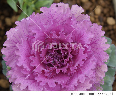 Red purple button 63589481